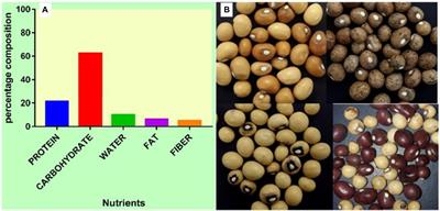 Improving Bambara Groundnut Production: Insight Into the Role of Omics and Beneficial Bacteria